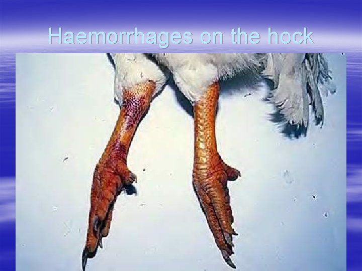 Haemorrhages on the hock 