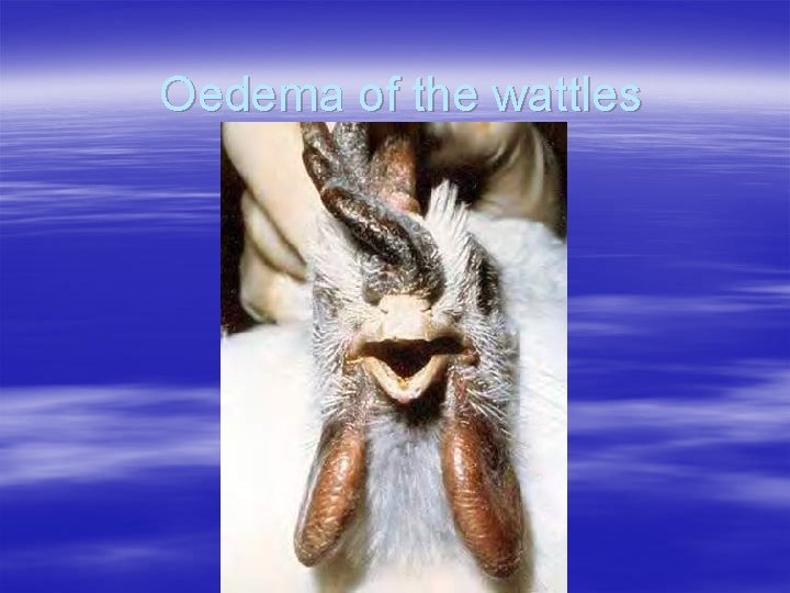 Oedema of the wattles 