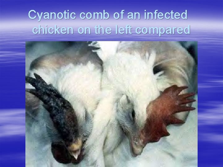 Cyanotic comb of an infected chicken on the left compared 