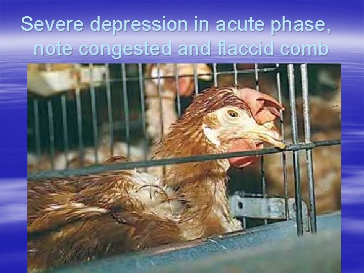 Severe depression in acute phase, note congested and flaccid comb 