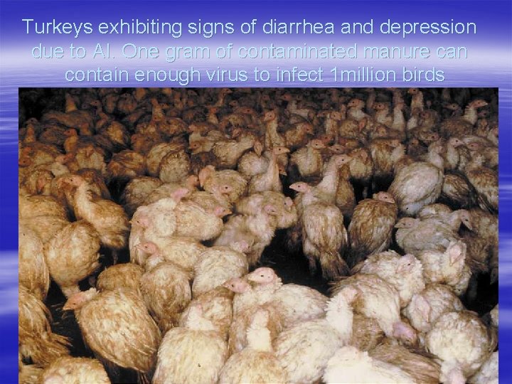 Turkeys exhibiting signs of diarrhea and depression due to AI. One gram of contaminated