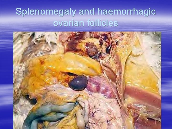 Splenomegaly and haemorrhagic ovarian follicles 