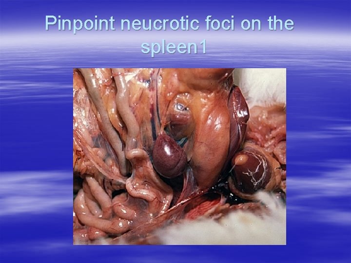 Pinpoint neucrotic foci on the spleen 1 