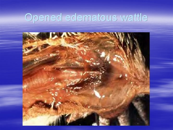 Opened edematous wattle 