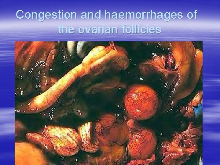 Congestion and haemorrhages of the ovarian follicles 