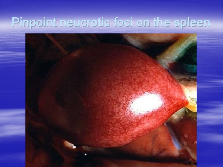 Pinpoint neucrotic foci on the spleen 