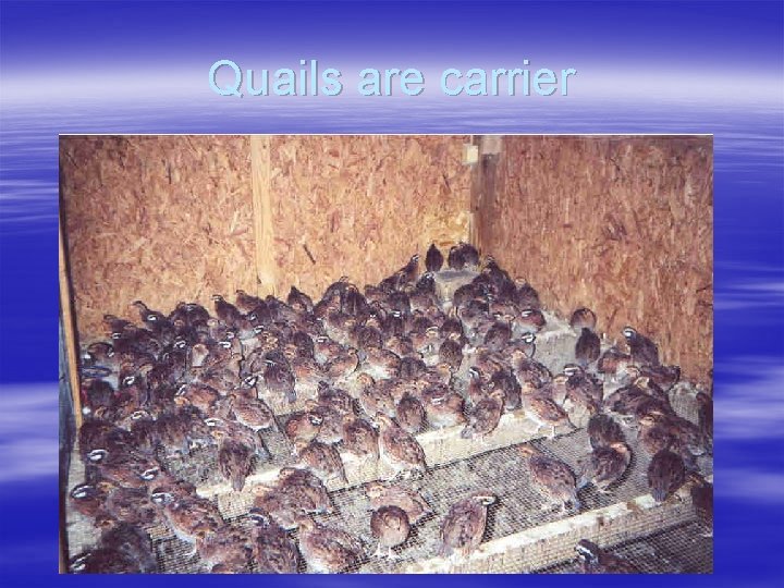 Quails are carrier 