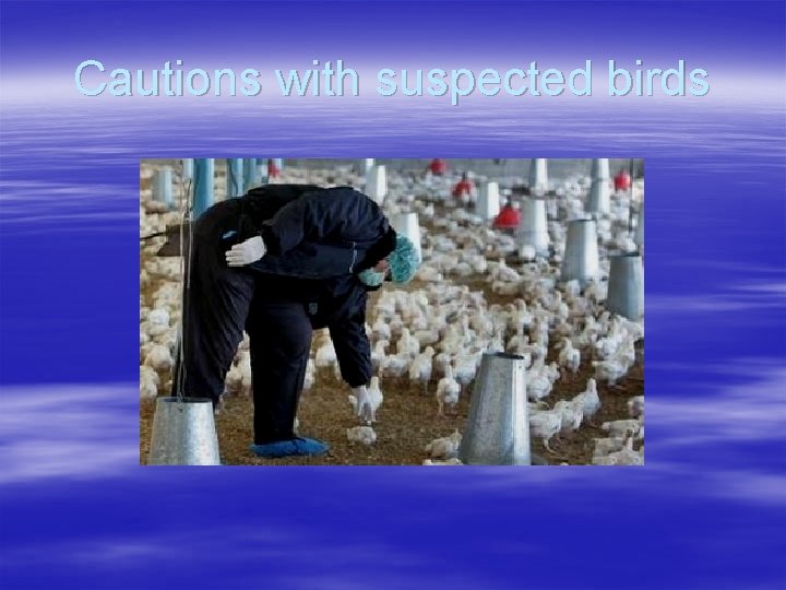 Cautions with suspected birds 