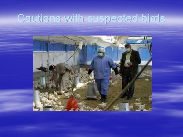 Cautions with suspected birds 