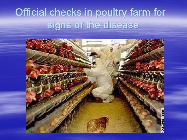 Official checks in poultry farm for signs of the disease 