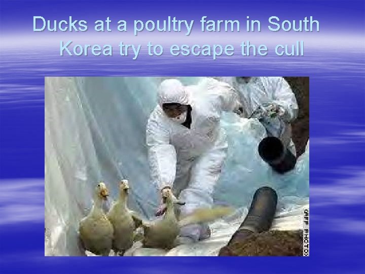 Ducks at a poultry farm in South Korea try to escape the cull 