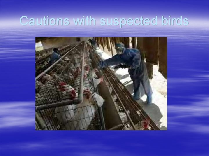 Cautions with suspected birds 