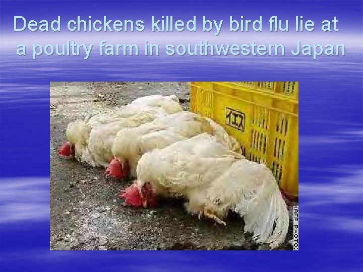 Dead chickens killed by bird flu lie at a poultry farm in southwestern Japan