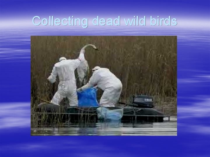 Collecting dead wild birds 