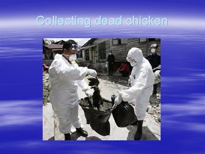 Collecting dead chicken 