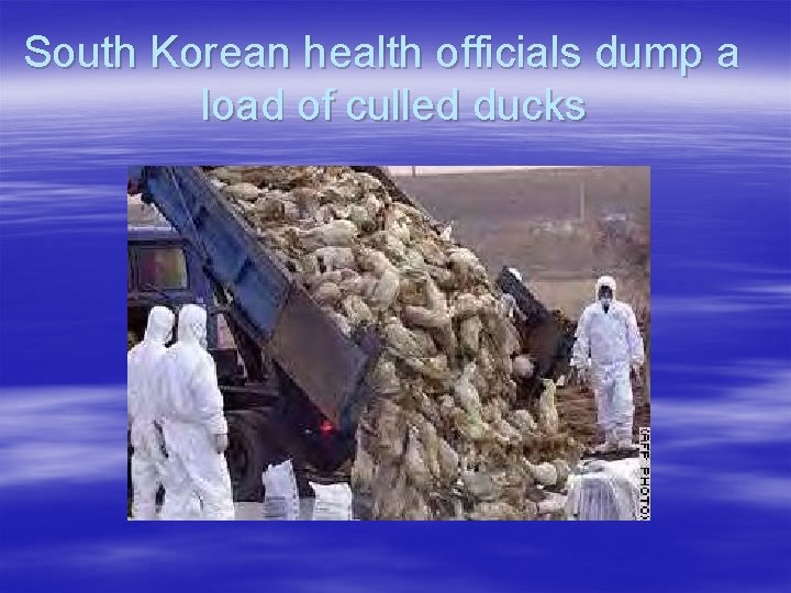 South Korean health officials dump a load of culled ducks 