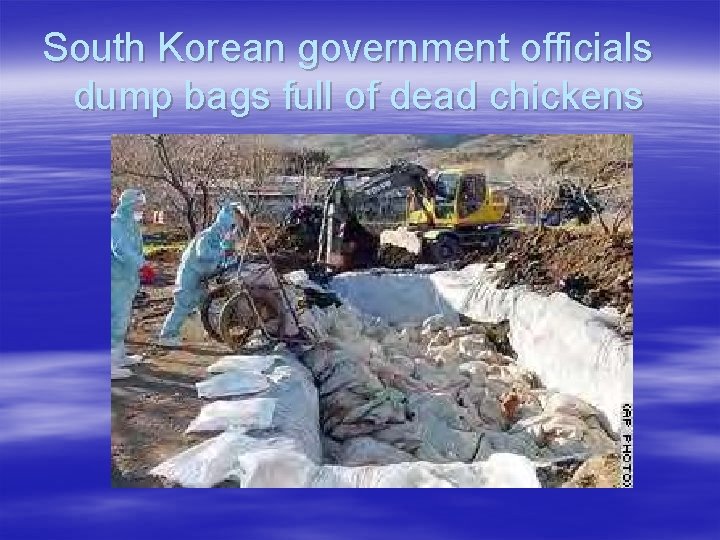 South Korean government officials dump bags full of dead chickens 