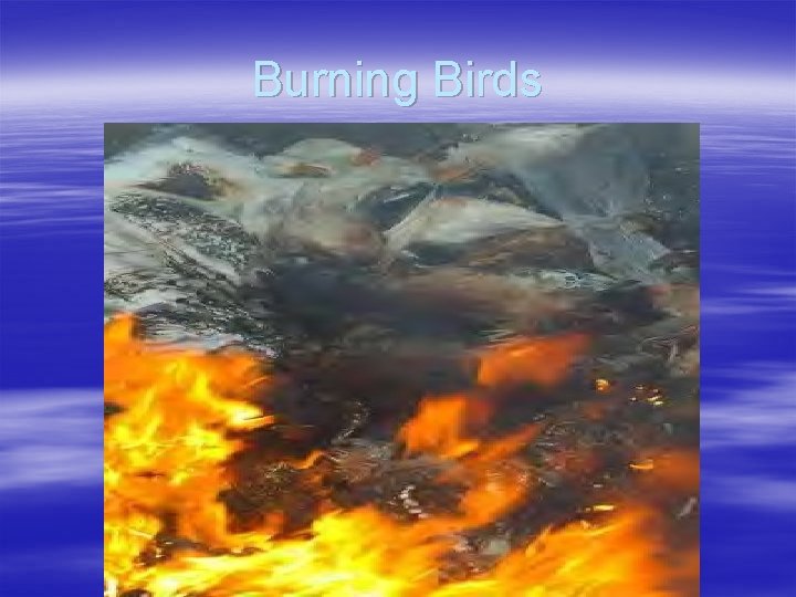 Burning Birds 