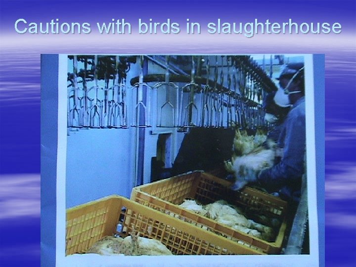 Cautions with birds in slaughterhouse 