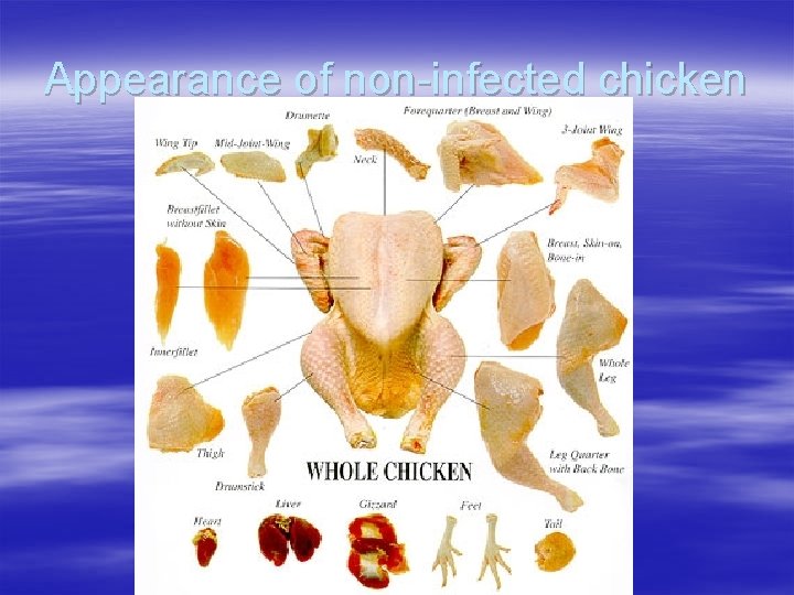 Appearance of non-infected chicken 