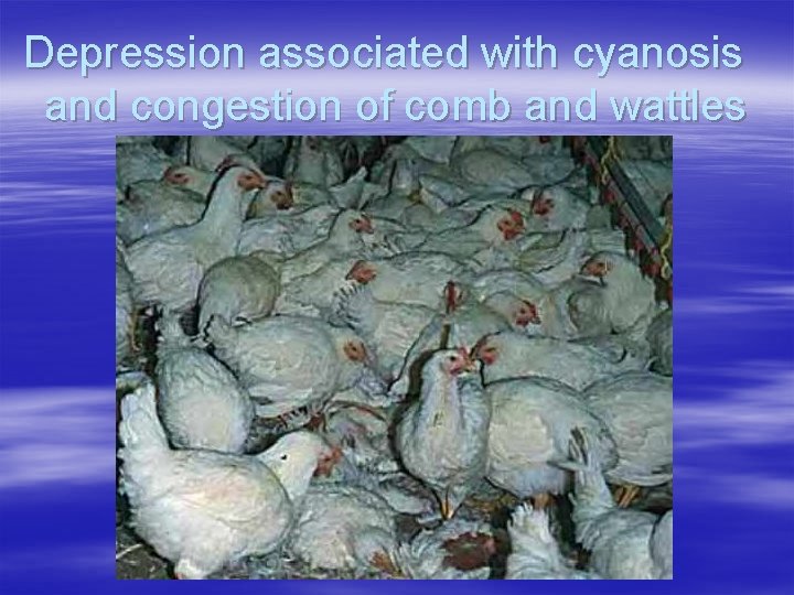 Depression associated with cyanosis and congestion of comb and wattles 