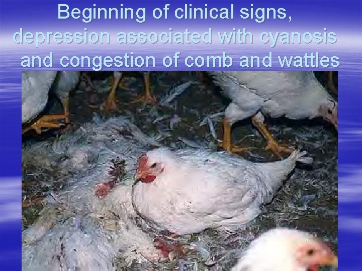 Beginning of clinical signs, depression associated with cyanosis and congestion of comb and wattles