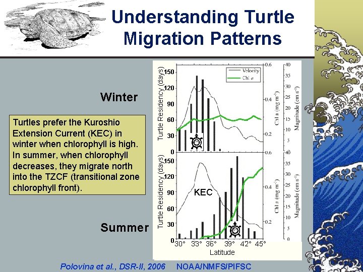 Turtle Residency (days) Understanding Turtle Migration Patterns 150 Turtles prefer the Kuroshio Extension Current