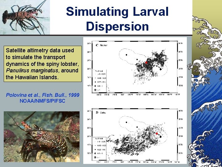 Simulating Larval Dispersion Satellite altimetry data used to simulate the transport dynamics of the