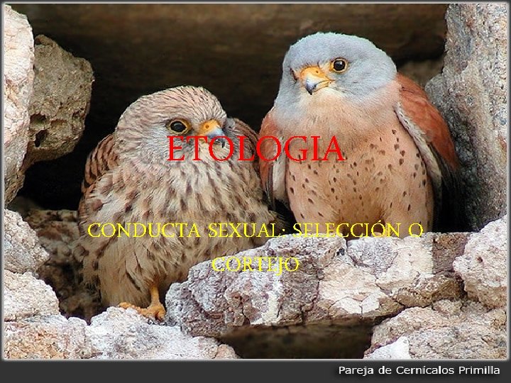 ETOLOGIA CONDUCTA SEXUAL: SELECCIÓN O CORTEJO ETOLOGIA CONDUCTA SEXUAL: SELECCIÓN O CORTEJO
