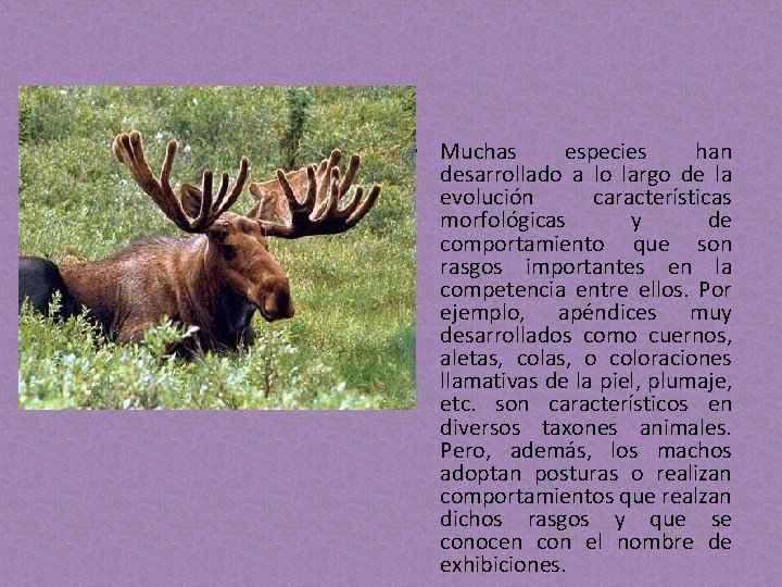 • Muchas especies han desarrollado a lo largo de la evolución características morfológicas • Muchas especies han desarrollado a lo largo de la evolución características morfológicas