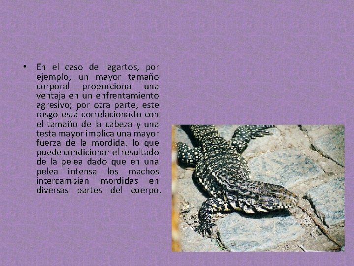 • En el caso de lagartos, por ejemplo, un mayor tamaño corporal proporciona • En el caso de lagartos, por ejemplo, un mayor tamaño corporal proporciona