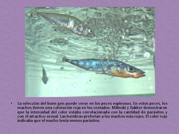 EJEMPLO • La selección del buen gen puede verse en los peces espinosos. En EJEMPLO • La selección del buen gen puede verse en los peces espinosos. En