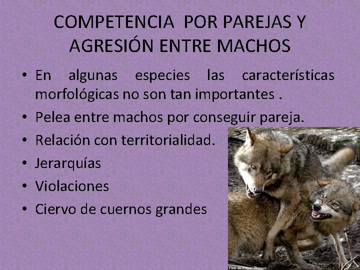 COMPETENCIA POR PAREJAS Y AGRESIÓN ENTRE MACHOS • En algunas especies las características morfológicas COMPETENCIA POR PAREJAS Y AGRESIÓN ENTRE MACHOS • En algunas especies las características morfológicas