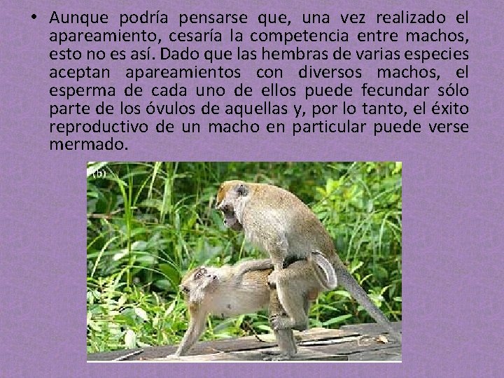 • Aunque podría pensarse que, una vez realizado el apareamiento, cesaría la competencia • Aunque podría pensarse que, una vez realizado el apareamiento, cesaría la competencia