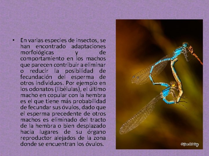 • En varias especies de insectos, se han encontrado adaptaciones morfológicas y de • En varias especies de insectos, se han encontrado adaptaciones morfológicas y de
