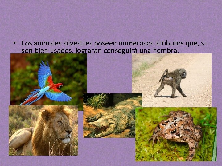 • Los animales silvestres poseen numerosos atributos que, si son bien usados, lograrán • Los animales silvestres poseen numerosos atributos que, si son bien usados, lograrán