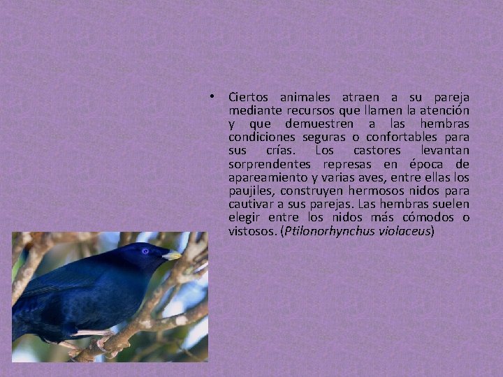 • Ciertos animales atraen a su pareja mediante recursos que llamen la atención • Ciertos animales atraen a su pareja mediante recursos que llamen la atención