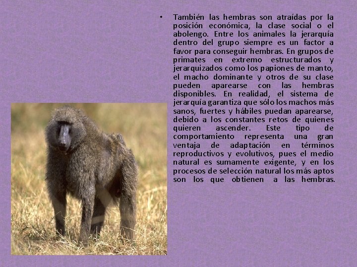 • También las hembras son atraídas por la posición económica, la clase social • También las hembras son atraídas por la posición económica, la clase social