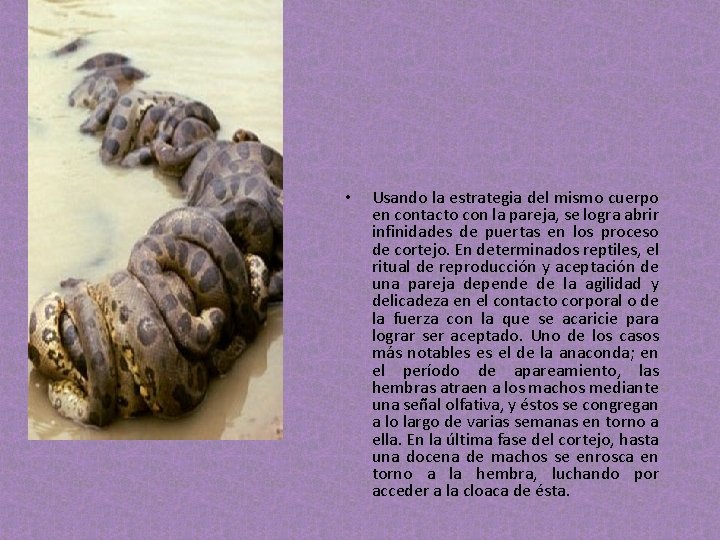 • Usando la estrategia del mismo cuerpo en contacto con la pareja, se • Usando la estrategia del mismo cuerpo en contacto con la pareja, se