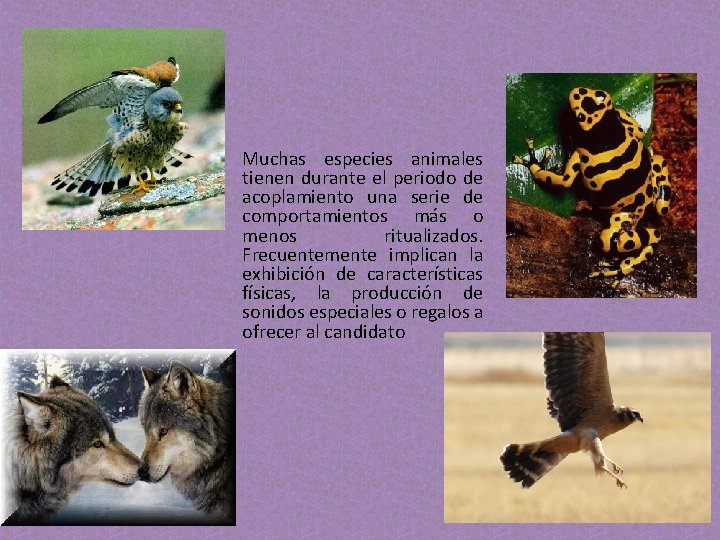 • Muchas especies animales tienen durante el periodo de acoplamiento una serie de • Muchas especies animales tienen durante el periodo de acoplamiento una serie de