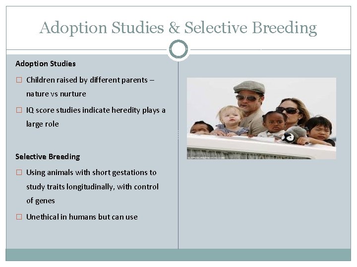 Adoption Studies & Selective Breeding Adoption Studies � Children raised by different parents –