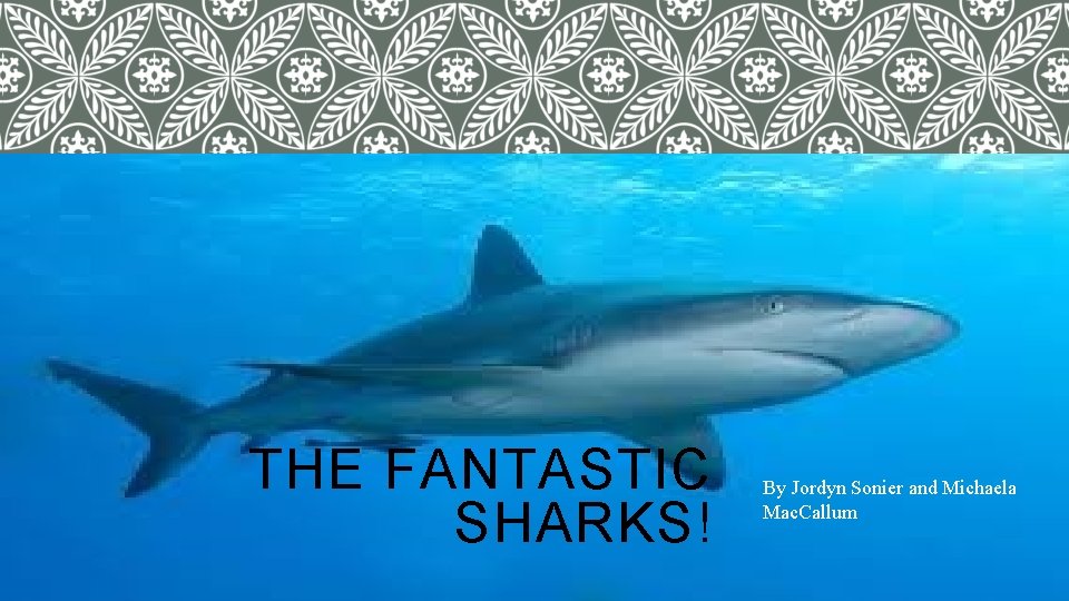 THE FANTASTIC SHARKS! By Jordyn Sonier and Michaela Mac. Callum 