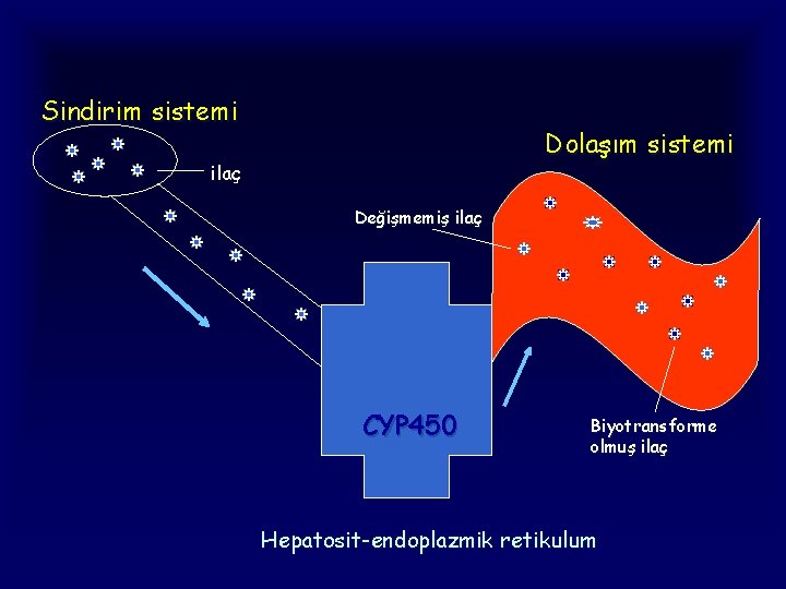 Sindirim sistemi Dolaşım sistemi ilaç Değişmemiş ilaç CYP 450 Biyotransforme olmuş ilaç Hepatosit-endoplazmik retikulum