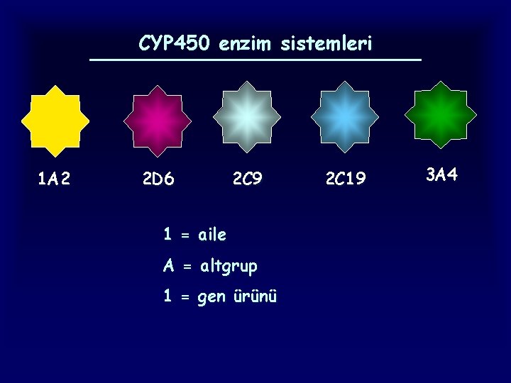 CYP 450 enzim sistemleri 1 A 2 2 D 6 2 C 9 1