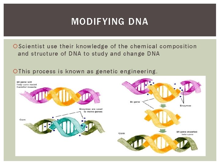 MODIFYING DNA Scientist use their knowledge of the chemical composition and structure of DNA