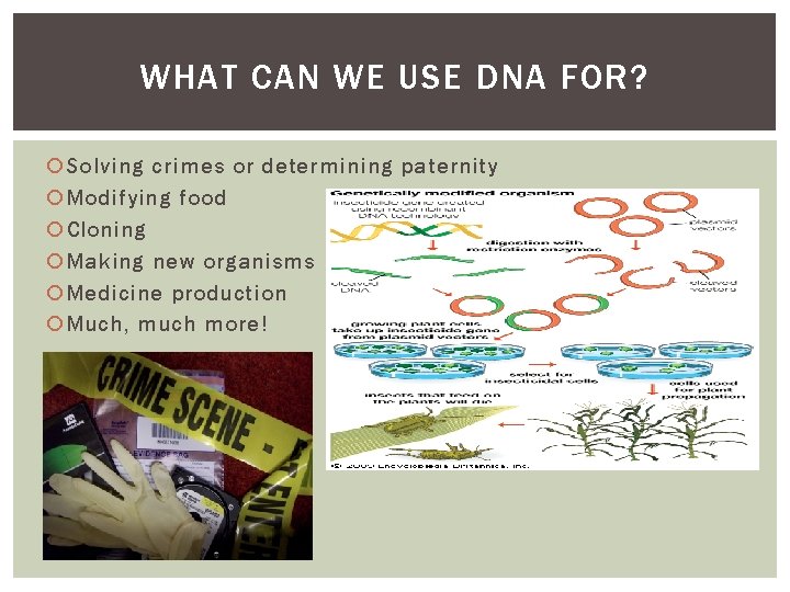 WHAT CAN WE USE DNA FOR? Solving crimes or determining paternity Modifying food Cloning