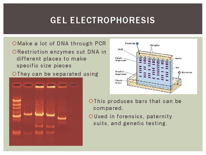 GEL ELECTROPHORESIS Make a lot of DNA through PCR Restriction enzymes cut DNA in