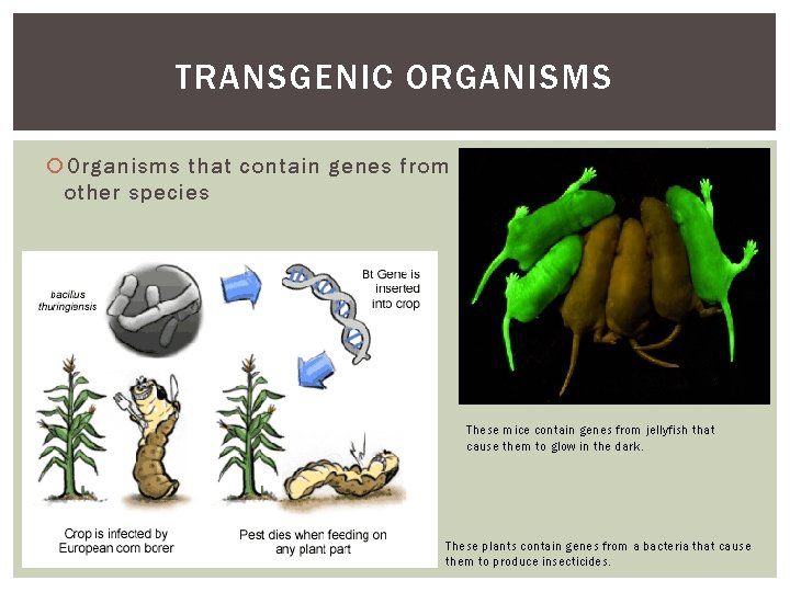 TRANSGENIC ORGANISMS Organisms that contain genes from other species These mice contain genes from