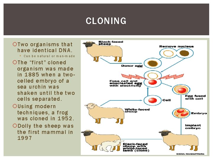CLONING Two organisms that have identical DNA. § Can be natural or man-made The