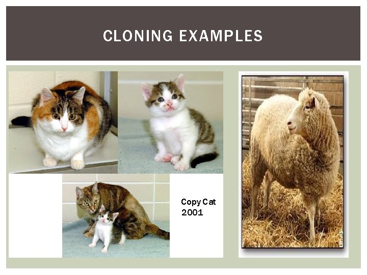 CLONING EXAMPLES Copy Cat 2001 